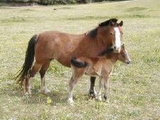 Poneys et Chevaux