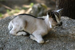 Vente de Chèvres et Cochons miniatures