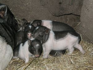 Vente de Chèvres et Cochons miniatures