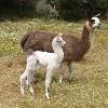 Lamas