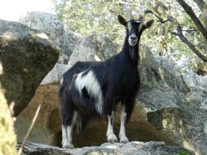 Vente d'Ovins et Caprins Corses