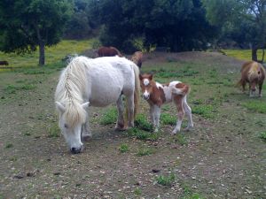 Poneys Shetland