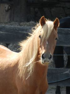 Carte mensuelle de Baptême à Poney