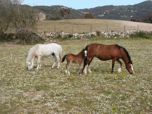 Vente de Poneys Dartmoors et Français de Selle