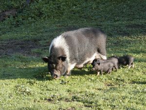 Cochons corses et miniatures