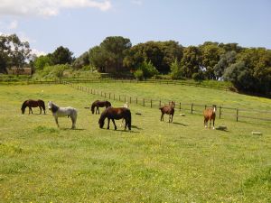 Poneys et Chevaux