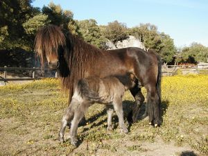 Vente de Poneys Shetlands