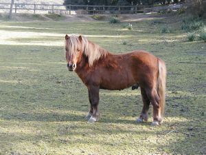 Vente de Poneys Shetlands