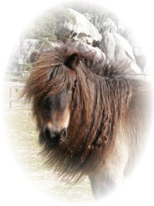 Poneys Shetland